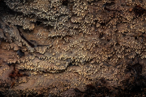  ( - FDS-CA-00065)  @11 [ ] by-nc (2024) Dean Lyons Fungal Diversity Survey