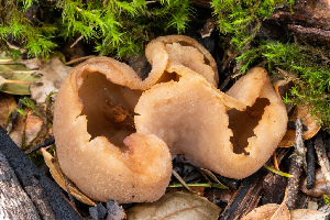  ( - FDS-CA-00067)  @11 [ ] by-nc (2024) Dean Lyons Fungal Diversity Survey