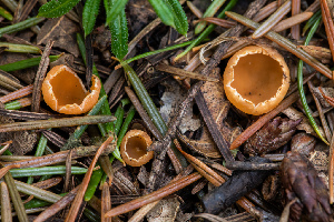  ( - FDS-CA-00069)  @11 [ ] by-nc (2024) Dean Lyons Fungal Diversity Survey