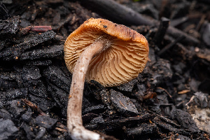  ( - FDS-CA-00070)  @11 [ ] by-nc (2024) Dean Lyons Fungal Diversity Survey