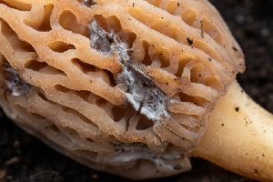  ( - FDS-CA-00072)  @11 [ ] by-nc (2024) Dean Lyons Fungal Diversity Survey