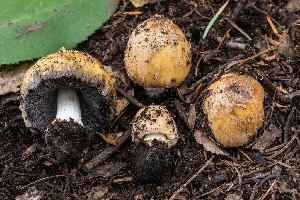  ( - FDS-CA-00073)  @11 [ ] by-nc (2024) Dean Lyons Fungal Diversity Survey