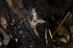  ( - FDS-CA-00074)  @11 [ ] by-nc (2024) Dean Lyons Fungal Diversity Survey