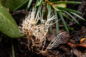  ( - FDS-CA-00074)  @11 [ ] by-nc (2024) Dean Lyons Fungal Diversity Survey