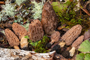  ( - FDS-CA-00076)  @11 [ ] by-nc (2024) Dean Lyons Fungal Diversity Survey
