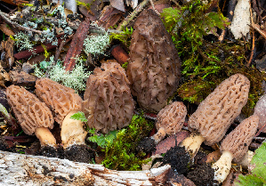  ( - FDS-CA-00076)  @11 [ ] by-nc (2024) Dean Lyons Fungal Diversity Survey