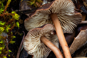  ( - FDS-CA-00077)  @11 [ ] by-nc (2024) Dean Lyons Fungal Diversity Survey