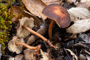 ( - FDS-CA-00077)  @11 [ ] by-nc (2024) Dean Lyons Fungal Diversity Survey