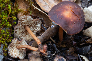  ( - FDS-CA-00077)  @11 [ ] by-nc (2024) Dean Lyons Fungal Diversity Survey