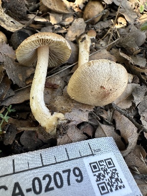  ( - FDS-CA-02079)  @11 [ ] by-nc (2024) Bat Vardeh Fungal Diversity Survey