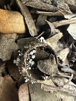  (Lachnum sp. CA01 - FDS-CA-02081)  @11 [ ] by-nc (2024) Bat Vardeh Fungal Diversity Survey