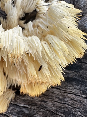  ( - FDS-CA-02087)  @11 [ ] by-nc (2024) Bat Vardeh Fungal Diversity Survey