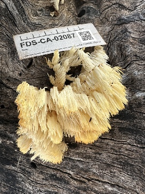  ( - FDS-CA-02087)  @11 [ ] by-nc (2024) Bat Vardeh Fungal Diversity Survey