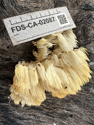  ( - FDS-CA-02087)  @11 [ ] by-nc (2024) Bat Vardeh Fungal Diversity Survey