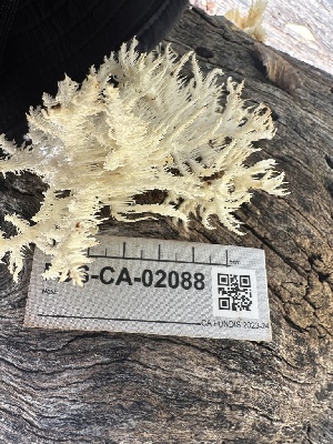  ( - FDS-CA-02088)  @11 [ ] by-nc (2024) Bat Vardeh Fungal Diversity Survey