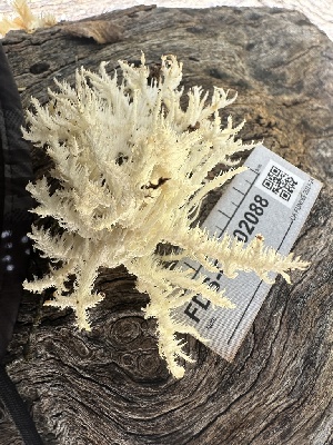  ( - FDS-CA-02088)  @11 [ ] by-nc (2024) Bat Vardeh Fungal Diversity Survey