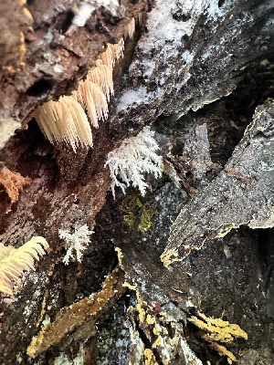  ( - FDS-CA-02088)  @11 [ ] by-nc (2024) Bat Vardeh Fungal Diversity Survey