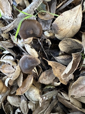  ( - FDS-CA-02089)  @11 [ ] by-nc (2024) Bat Vardeh Fungal Diversity Survey