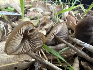  ( - FDS-CA-02089)  @11 [ ] by-nc (2024) Bat Vardeh Fungal Diversity Survey