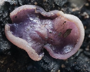  ( - FDS-CA-00977)  @11 [ ] by-nc (2024) Taye Bright Fungal Diversity Survey
