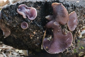  ( - FDS-CA-00977)  @11 [ ] by-nc (2024) Taye Bright Fungal Diversity Survey