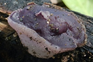  ( - FDS-CA-00977)  @11 [ ] by-nc (2024) Taye Bright Fungal Diversity Survey