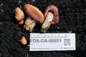  ( - FDS-CA-00981)  @11 [ ] by-nc (2024) Taye Bright Fungal Diversity Survey