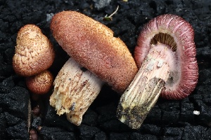  ( - FDS-CA-00981)  @11 [ ] by-nc (2024) Taye Bright Fungal Diversity Survey