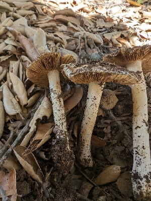  (Pseudosperma sp. CA05 - FDS-CA-03743)  @11 [ ] by-nc (2024) Stu Pickell Fungal Diversity Survey