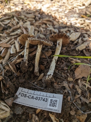  ( - FDS-CA-03743)  @11 [ ] by-nc (2024) Stu Pickell Fungal Diversity Survey