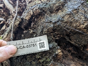  ( - FDS-CA-03751)  @11 [ ] by-nc (2024) Stu Pickell Fungal Diversity Survey