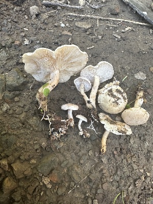  ( - FDS-CA-02093)  @11 [ ] by-nc (2024) Bat Vardeh Fungal Diversity Survey