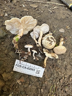  ( - FDS-CA-02093)  @11 [ ] by-nc (2024) Bat Vardeh Fungal Diversity Survey