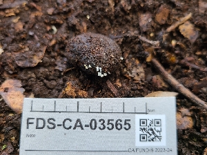  ( - FDS-CA-03565)  @11 [ ] by-nc (2024) Fresno Mycology Society Fungal Diversity Survey