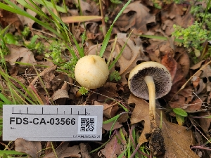  ( - FDS-CA-03566)  @11 [ ] by-nc (2024) Fresno Mycology Society Fungal Diversity Survey