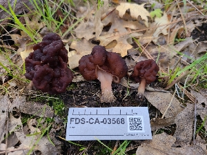  (Gyromitra - FDS-CA-03568)  @11 [ ] by-nc (2024) Fresno Mycology Society Fungal Diversity Survey