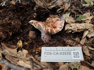  (Hygrophorus sp. parvirussula-PNW11 - FDS-CA-03570)  @11 [ ] by-nc (2024) Fresno Mycology Society Fungal Diversity Survey
