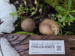  ( - FDS-CA-03573)  @11 [ ] by-nc (2024) Fresno Mycology Society Fungal Diversity Survey