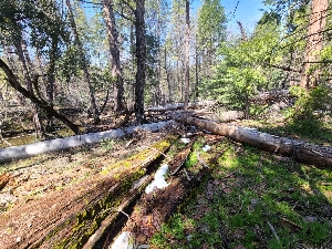 ( - FDS-CA-03573)  @11 [ ] by-nc (2024) Fresno Mycology Society Fungal Diversity Survey