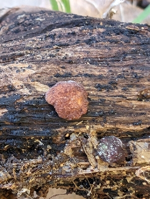 ( - FDS-CA-03807)  @11 [ ] by-nc (2024) Stu Pickell Fungal Diversity Survey