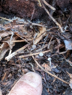  ( - FDS-CA-03810)  @11 [ ] by-nc (2024) Stu Pickell Fungal Diversity Survey