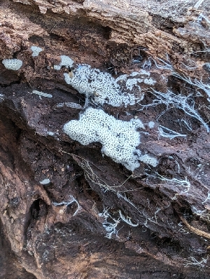  ( - FDS-CA-03811)  @11 [ ] by-nc (2024) Stu Pickell Fungal Diversity Survey