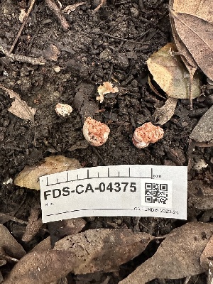  (Hydnangiaceae - FDS-CA-04375)  @11 [ ] by-nc (2024) Aaron Tupac Fungal Diversity Survey
