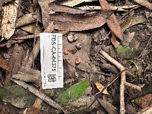  ( - FDS-CA-04375)  @11 [ ] by-nc (2024) Aaron Tupac Fungal Diversity Survey