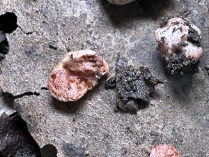  ( - FDS-CA-04375)  @11 [ ] by-nc (2024) Aaron Tupac Fungal Diversity Survey