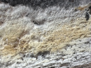  ( - FDS-CA-01591)  @11 [ ] c (2024) Rudy Diaz Fungal Diversity Survey
