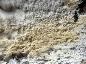  ( - FDS-CA-01591)  @11 [ ] c (2024) Rudy Diaz Fungal Diversity Survey