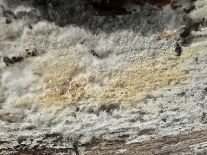  ( - FDS-CA-01591)  @11 [ ] c (2024) Rudy Diaz Fungal Diversity Survey