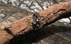  ( - FDS-CA-01593)  @11 [ ] c (2024) Rudy Diaz Fungal Diversity Survey