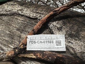  ( - FDS-CA-01593)  @11 [ ] c (2024) Rudy Diaz Fungal Diversity Survey